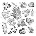 Isolated black stamps of herbs, leaves of tree and bush on white background. Leaf ink print. Set of plant imprint. Print of fern Royalty Free Stock Photo