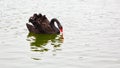 An isolated black swan is drinking water in the lake Royalty Free Stock Photo