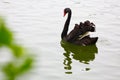 An isolated black swan is swiming in the lake