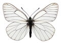 Isolated black veined butterfly