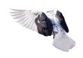 Isolated black and white dove flight
