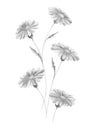 Isolated black and white floral design elements. Abstract gray chamomile flowers with leaves on white background. Royalty Free Stock Photo