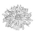 Isolated black and white gerbera flower, nature vector illustration