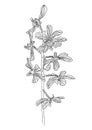 Black and white orchid, hand drawn beautiful flower vector