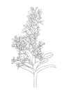 Isolated black and white orchid, hand drawn beautiful flower vector illustration