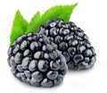 Isolated blackberries on white background Royalty Free Stock Photo