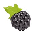 Isolated blackberry berry.