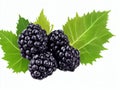 Isolated blackberry with leaves on a white backdrop.