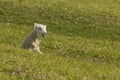 isolated bleating lamb