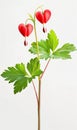 Isolated Bleeding heart flowers on white background Royalty Free Stock Photo