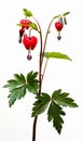 Isolated Bleeding heart flowers on white background Royalty Free Stock Photo