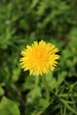 Isolated blooming dandelion flower in meadow Royalty Free Stock Photo