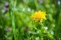 Isolated blooming dandelion flower Royalty Free Stock Photo
