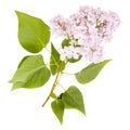 Isolated blooming lilac branch. Details
