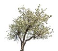 Isolated blooming old apple tree Royalty Free Stock Photo