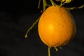 Isolated blooming orange fruit on the trees in citrus plantation