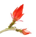 Isolated blooming Orchid cactus Royalty Free Stock Photo