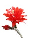 Isolated blooming Orchid cactus Royalty Free Stock Photo
