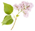 Isolated blooming purple lilac branch. Spring time