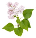 Isolated blooming purple lilac branch. Spring time