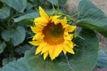 Isolated blooming sunflower