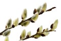 Isolated blooming willow catkin