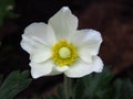 An Isolated Blooming Wood Anemone, Anemone Nemorosa on blurred dark background. Beautiful summer white park garden flower.