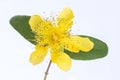 Isolated blossom of a hypericum flower