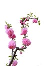 Isolated blossom peach flower