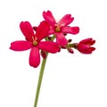 Isolated blossom of a spicy jatropha plant