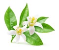 Isolated blossoming branch of orange tree Royalty Free Stock Photo