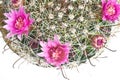 Isolated blossoming cactus Royalty Free Stock Photo