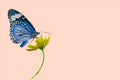 Isolated Blue butterfly on a  yellow Starburst flowers on a Pink background with clipping path Royalty Free Stock Photo