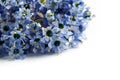 Isolated blue ceanothus flowers Royalty Free Stock Photo