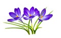 Isolated Blue Crocuses