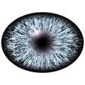 Isolated blue eye. Big eye with striped iris and dark elliptic pupil, dark retina. Royalty Free Stock Photo