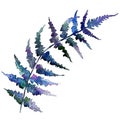 Isolated blue fern illustration element. Watercolor background illustration set. Blue leaf.