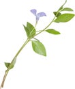 Isolated blue flower periwinkle Royalty Free Stock Photo