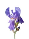 Isolated blue iris flower and two buds on a white background. Royalty Free Stock Photo