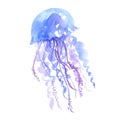 Isolated blue jellyfish watercolor illustration. Royalty Free Stock Photo