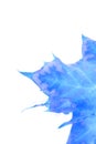 Isolated Blue Leaf Royalty Free Stock Photo