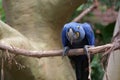 Isolated Hyacinth Macaw perched on branch Royalty Free Stock Photo