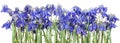 Isolated blue spring flowers Royalty Free Stock Photo