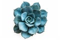 Blue succulent on white background neural network AI generated