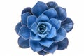 Blue succulent on white background neural network AI generated