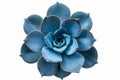 Blue succulent on white background neural network AI generated