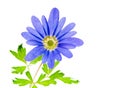 Isolated blue winter windflower anemone blanda Royalty Free Stock Photo