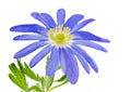 Isolated blue winter windflower anemone blanda Royalty Free Stock Photo