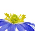 Isolated blue winter windflower anemone blanda Royalty Free Stock Photo