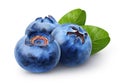 Isolated blueberries. Three sweet blueberry fruits with leaves isolated on white background, clipping path. Royalty Free Stock Photo